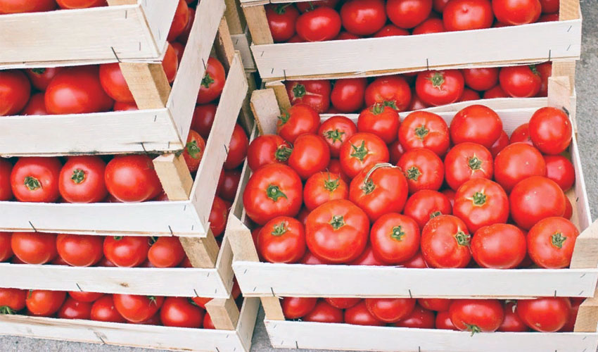 Можно ли хранить помидоры в холодильнике или как хранить помидоры?