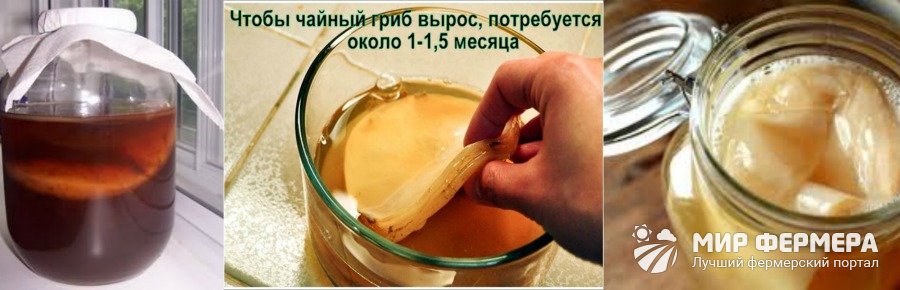 Уход за чайным грибом в домашних условиях | инструкция по применению