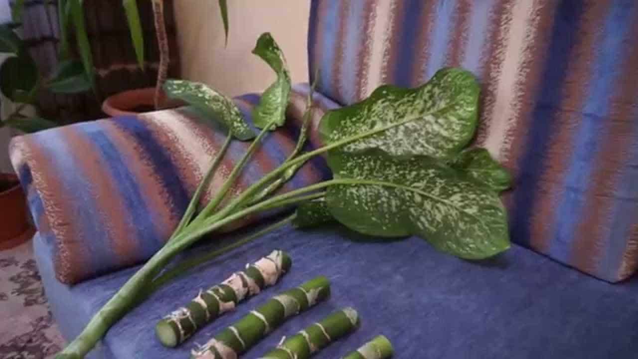 Можно ли держать дома цветок диффенбахия и является ли он ядовитым для человека Как ухаживать, выращивать и размножать диффенбахию в домашних условиях