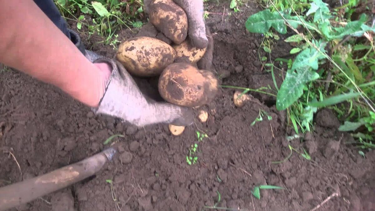 Инструкция как сохранить картошку в погребе от гниения
