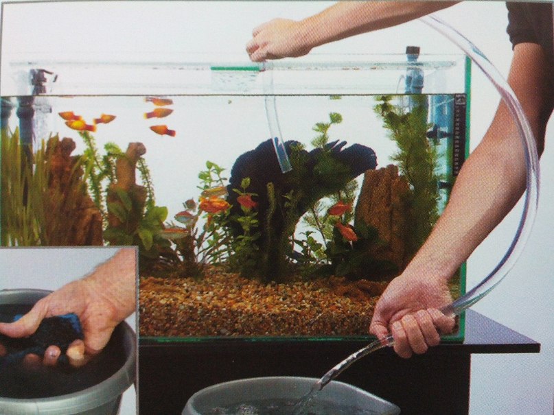 Как подготовить аквариумную воду