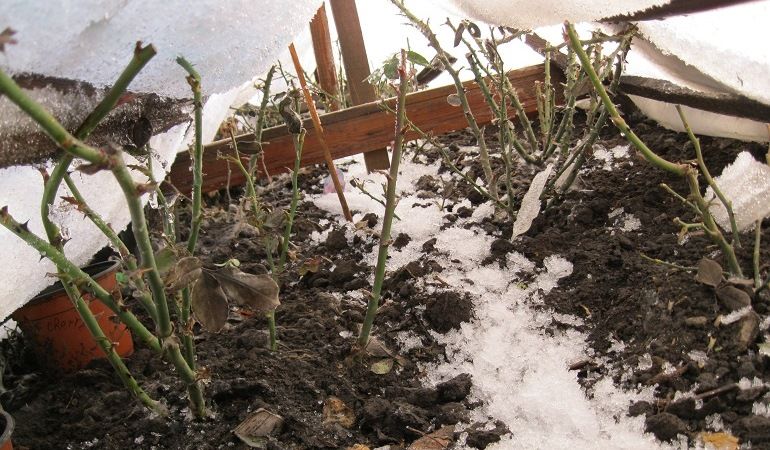 Хризантема шаровидная: зимовка в открытом грунте, как сохранить зимой и укрыть?