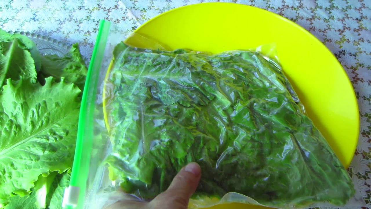 Как правильно ухаживать за рассадой салата