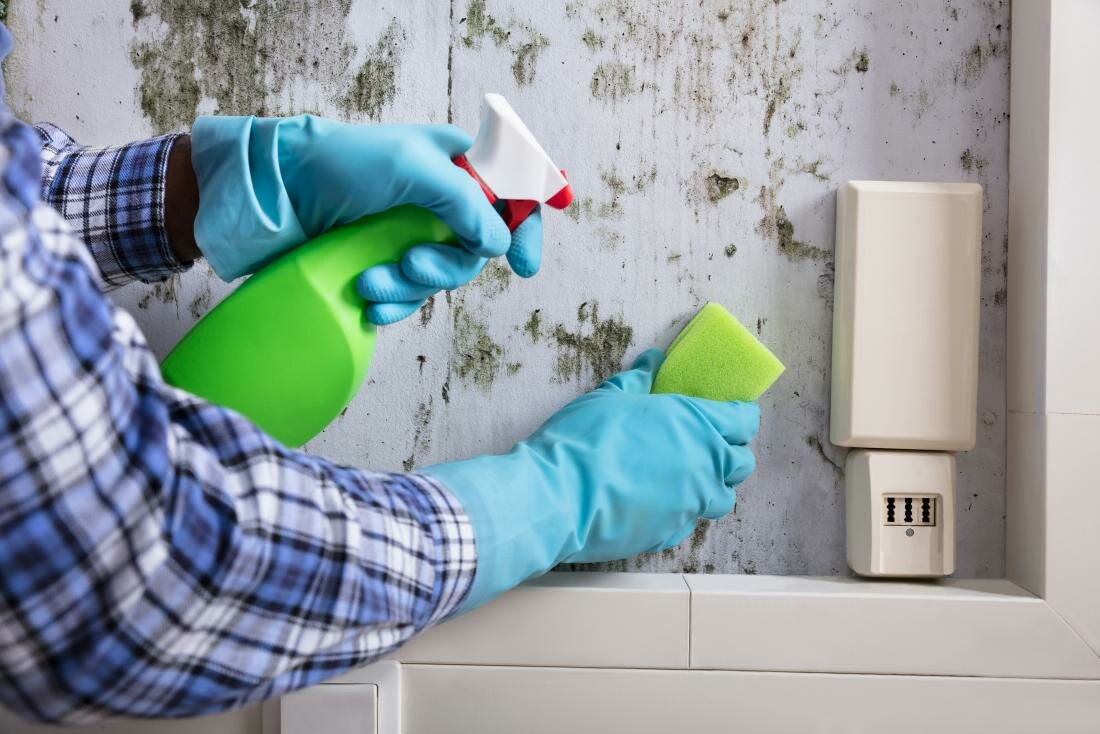 Как бороться с плесенью в холодильнике: выводим грибок и избавляемся от запаха