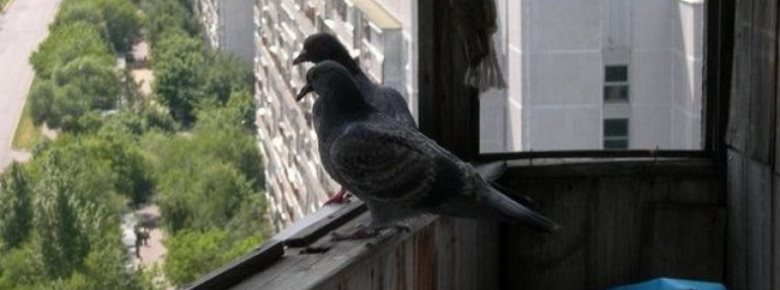 Как прогнать голубей и других птиц с балкона или лоджии избавившись навсегда
