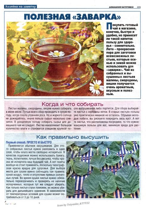 Смородиновый лист — прекрасная основа для травяного настоя и просто вкусного чая Когда собирать Как подготовить и правильно высушить Хранение