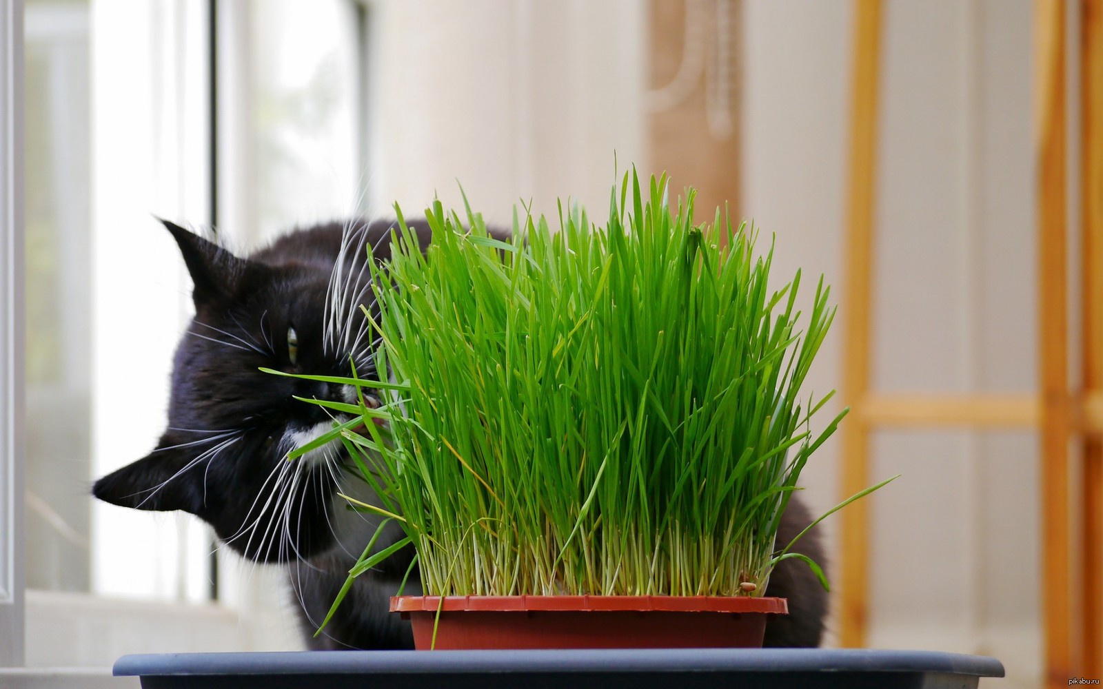 Трава для кошек: выращивание и уход за рассадой