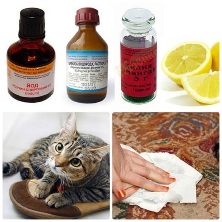 Топ-5 эффективных способов как вывести запах кошачьей мочи с ковра