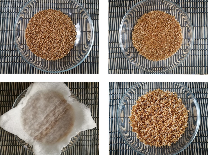 Как прорастить пшеницу для еды правильно в домашних условиях