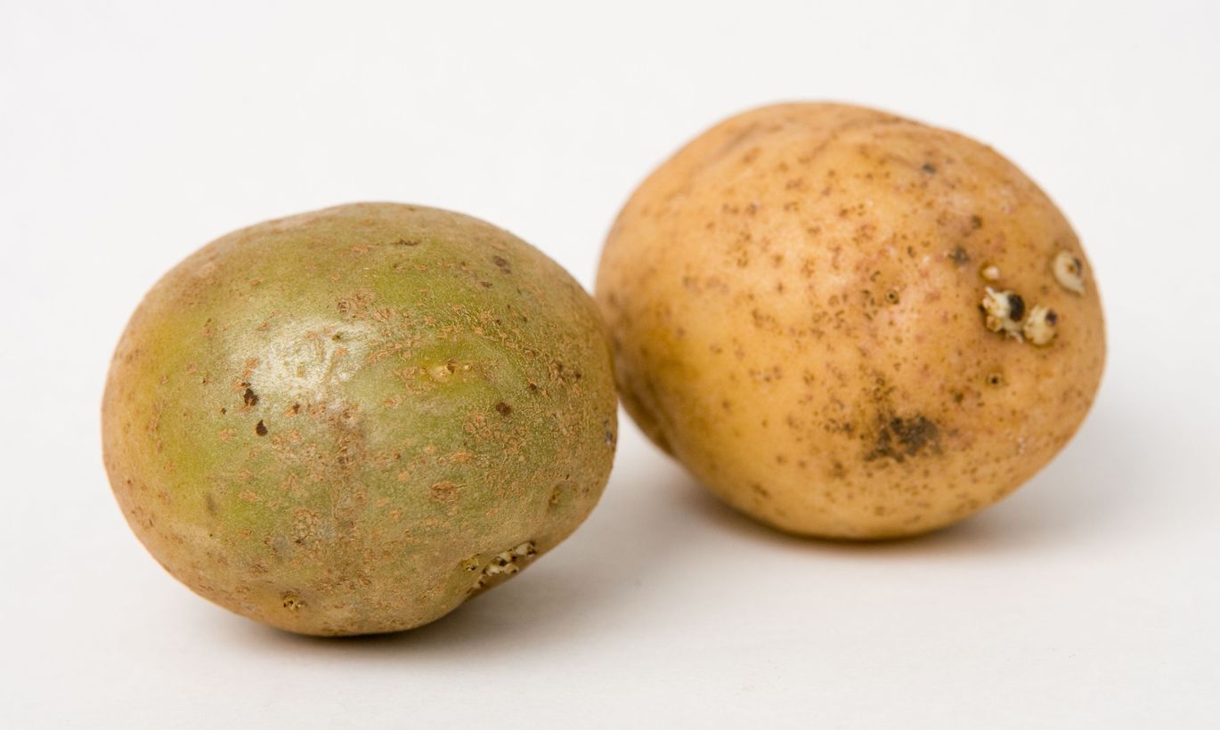 Можно ли есть позеленевшую картошку от света, чем она вредна? что делать, если картофель позеленел?