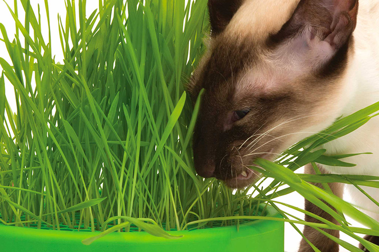 Как посадить травку для кошек без земли. кошачья трава: как выбрать и вырастить в домашних условиях? как сажать траву для кошек