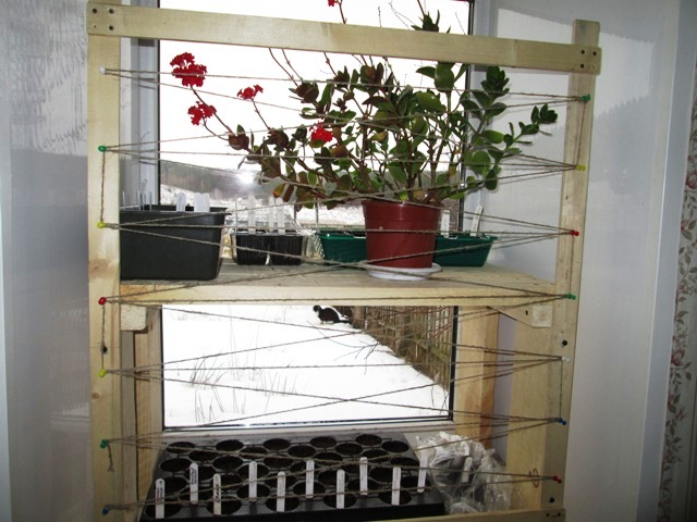 ᐉ как защитить комнатные растения от кошки? - ➡ motildazoo.ru