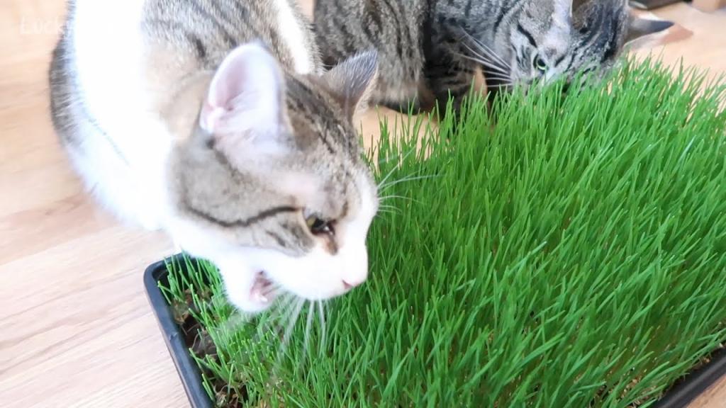 Пророщенная трава для кошек, зачем кошкам трава, как посадить