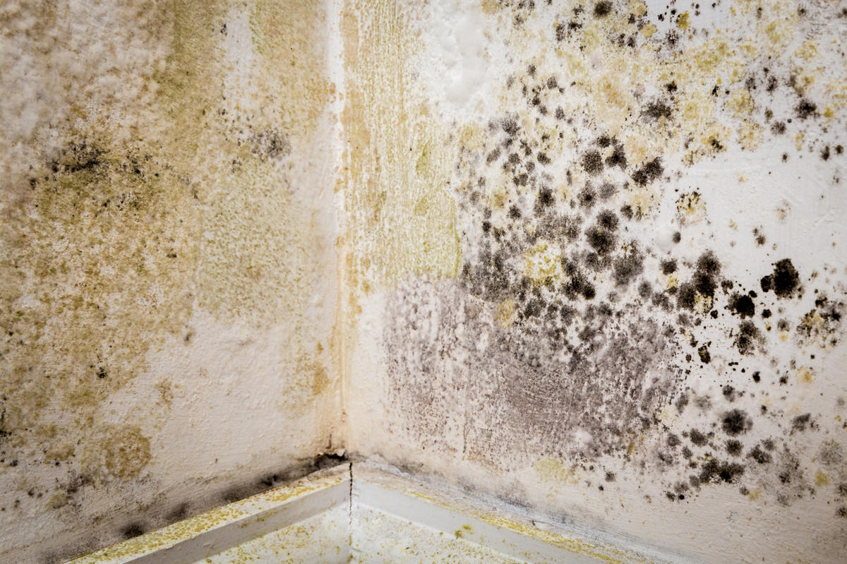 Как убрать плесень и грибок со стен в квартире: рекомендации