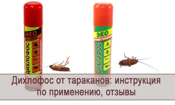 Дихлофос от тараканов - помогает ли и как правильно травить (отзывы)