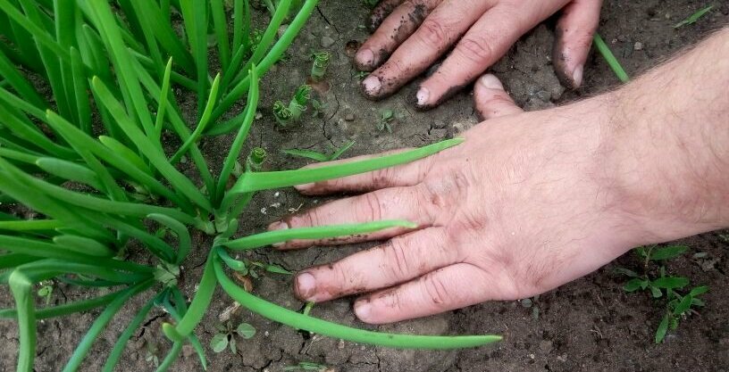 Как отмыть руки после огорода: чистка и отбеливание
