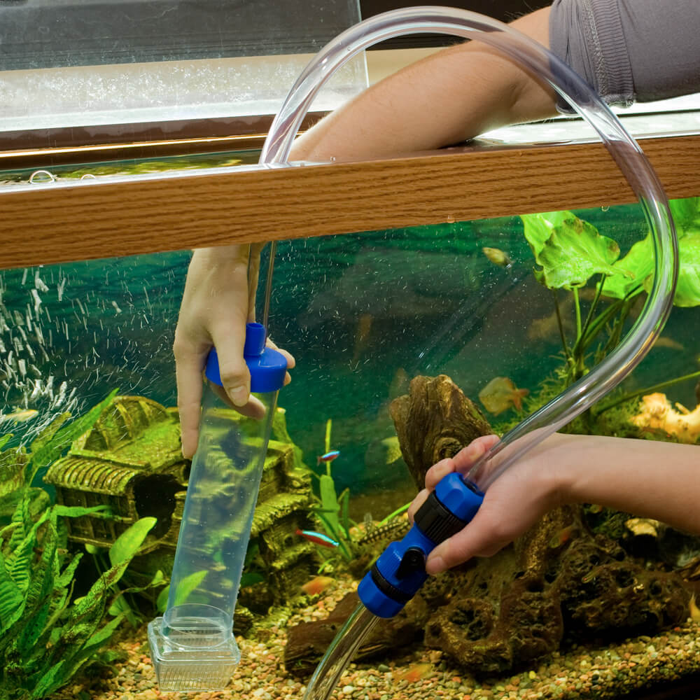Зачем и как часто менять воду в аквариуме: как правильно заменять, полная подмена аквариумной воды