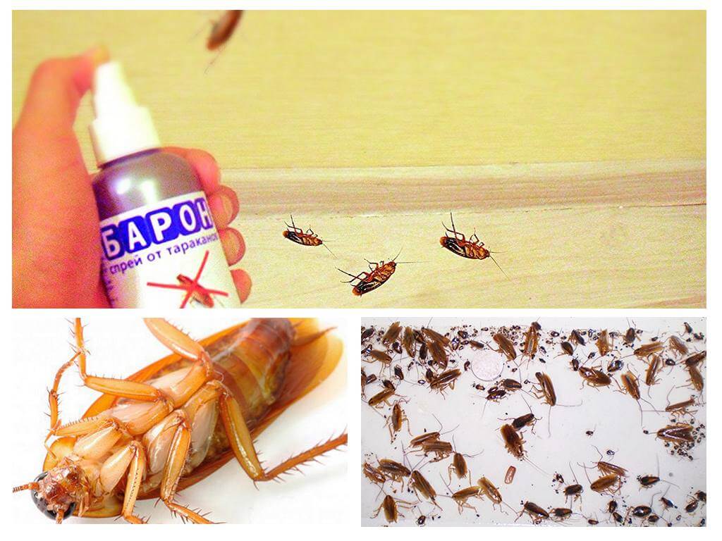 Как народными средствами в домашних условиях навсегда избавиться от тараканов Эффективные рецепты, которые помогут самостоятельно потравить тараканов