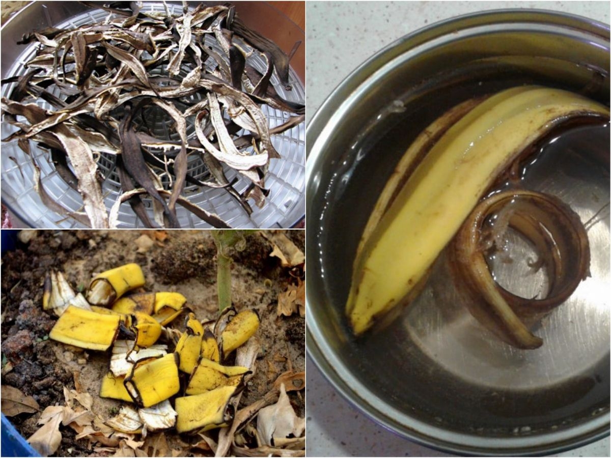 Любителям бананов не стоит избавляться от кожуры, она полезна в хозяйстве Есть разные сферы применения кожуры банана: для лица, растений, чистки обуви