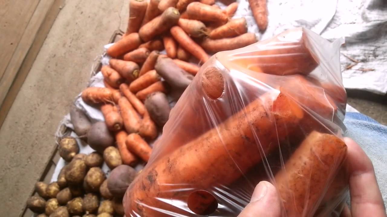 Как хранить морковь в погребе зимой: подборка лучших способов как сохранить морковку в домашних условиях, сроки хранения в подвале