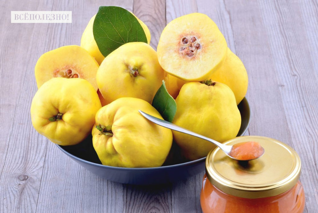Айва — полезные свойства и противопоказания. как едят айву, рецепты. выращивание айвы