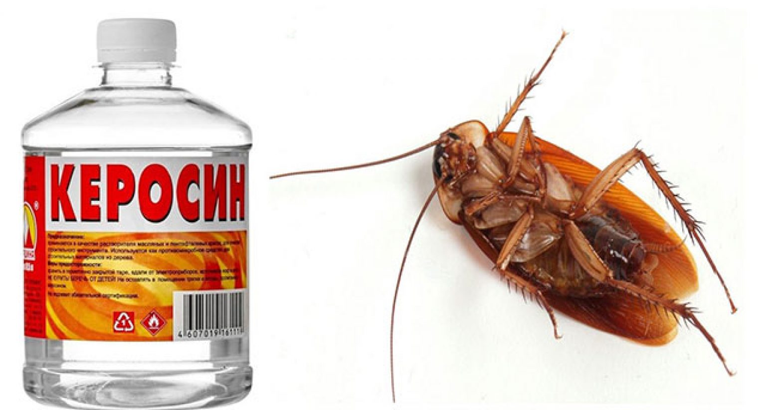 Как избавиться от тараканов народными средствами. самые эффективные народные средства от тараканов