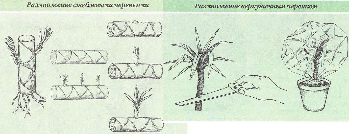 Комнатный бамбук в домашних условия: фото растений, уход и выращивание