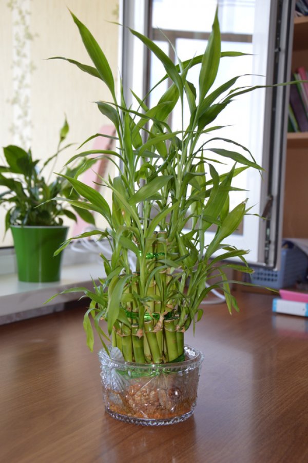 Комнатный бамбук в домашних условия: фото растений, уход и выращивание