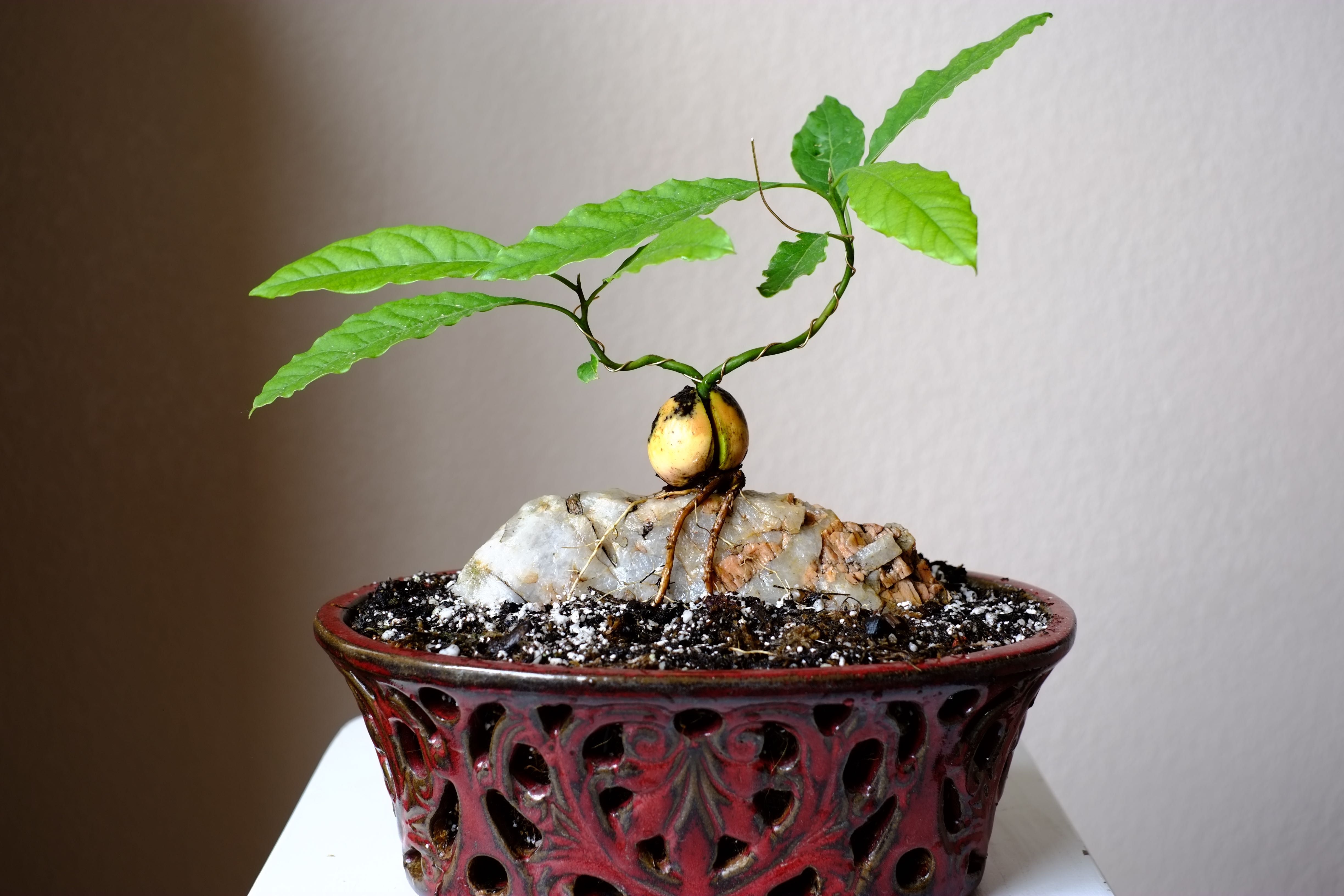 Как вырастить авокадо из косточки в домашних условиях: фото, видео