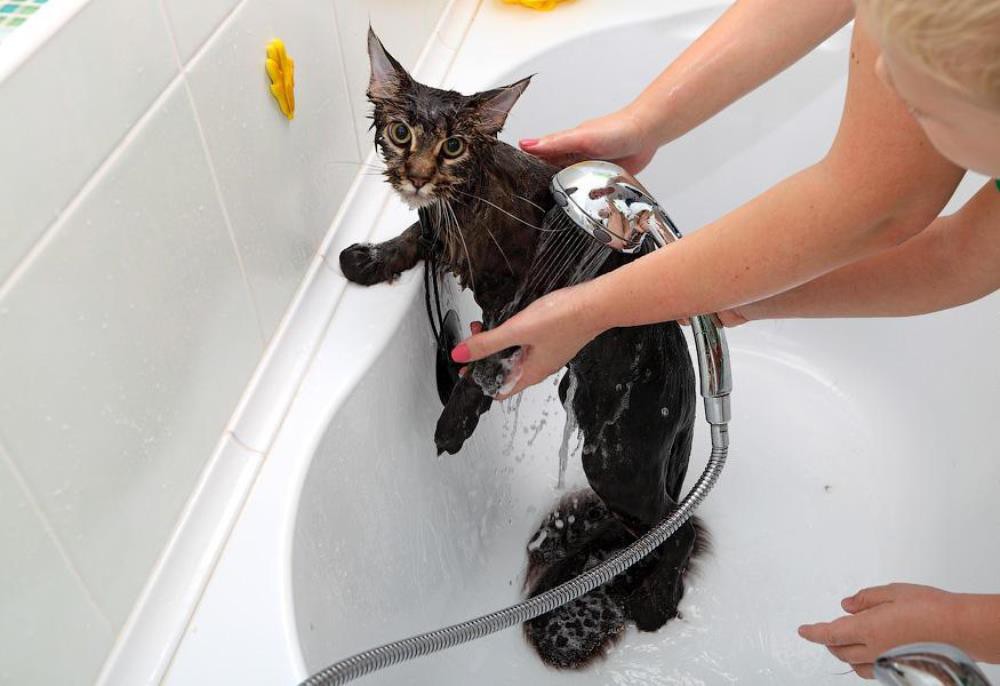 Чем помыть кота, если нет специального шампуня? - портал о компьютерах и бытовой технике | портал о компьютерах и бытовой технике
