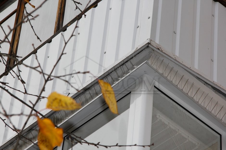 Как избавиться от голубей на балконе: пошаговая инструкция