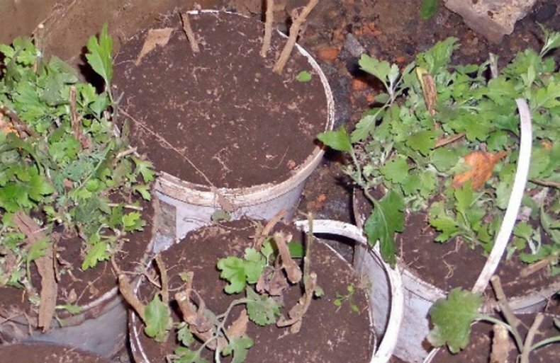 Несколько способов сохранить хризантемы зимой: обеспечение защиты в открытом грунте, оптимальные условия для размещения в подвале или погребе, дома в горшках