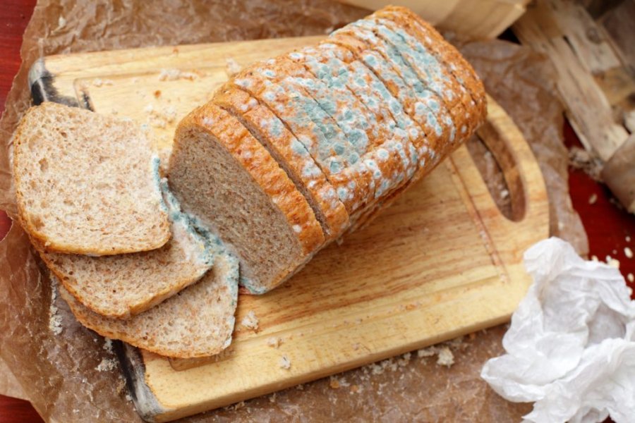 Что будет, если съесть хлеб с плесенью ?: почему появляются разные виды (черная, белая, розовая, оранжевая), последствия, польза и вред
