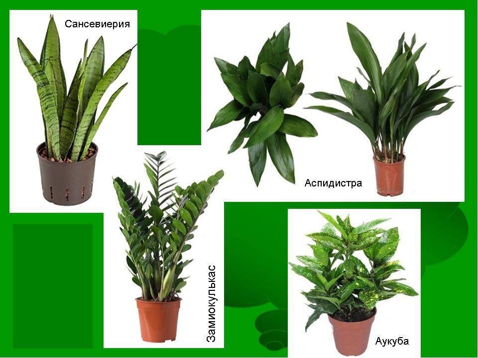 Особенности и названия тенелюбивых комнатных растений