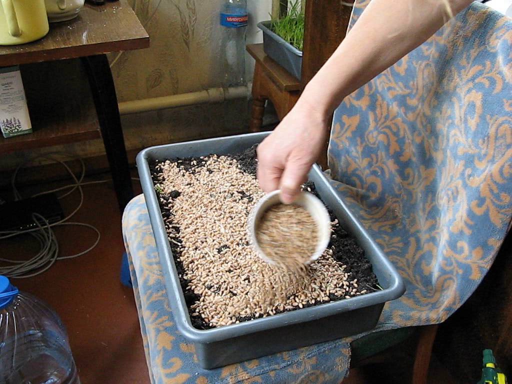 Как прорастить пшеницу в домашних условиях для еды? — life-sup.ru