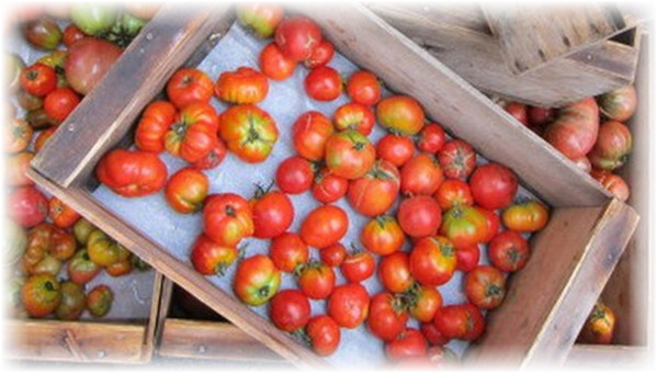 Как хранить спелые помидоры