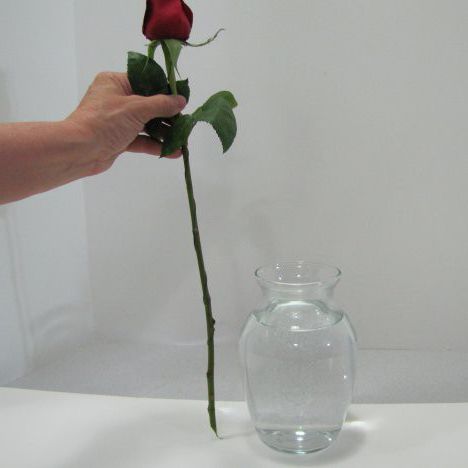Как сохранить розы в вазе дольше: создание условий для роз, правильный уход и выбор цветов