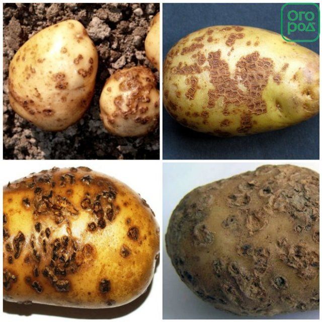 Как сохранить картошку в погребе от гниения: почему вообще клубни чернеют внутри, а также чем обработать овощи от болезни
