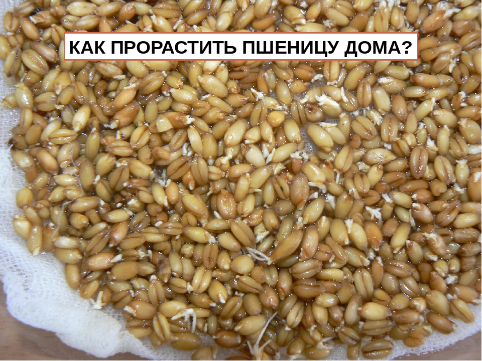 Пророщенная пшеница: как употреблять и проращивать зерна в домашних условиях