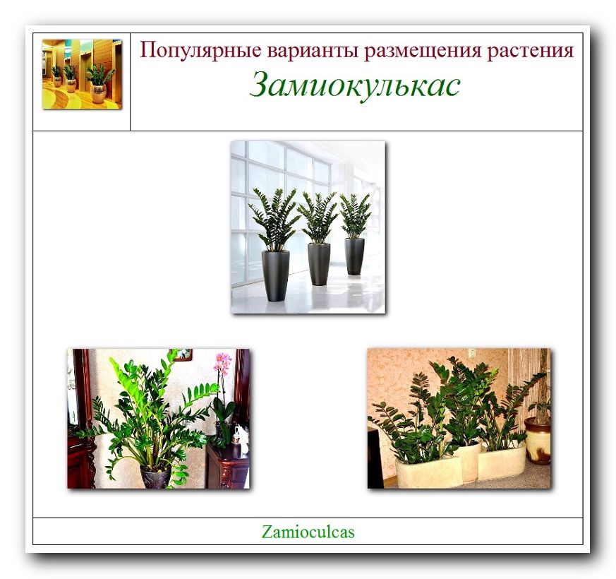 Замиокулькас — долларовое дерево. уход в домашних условиях. фото — ботаничка.ru