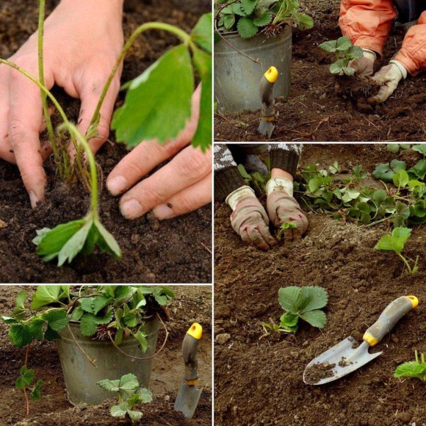 Как увеличить урожай клубники в открытом грунте: 10 лучших способов, правила ухода