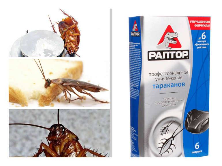 Как избавиться от тараканов в домашних условиях. народные средства от тараканов