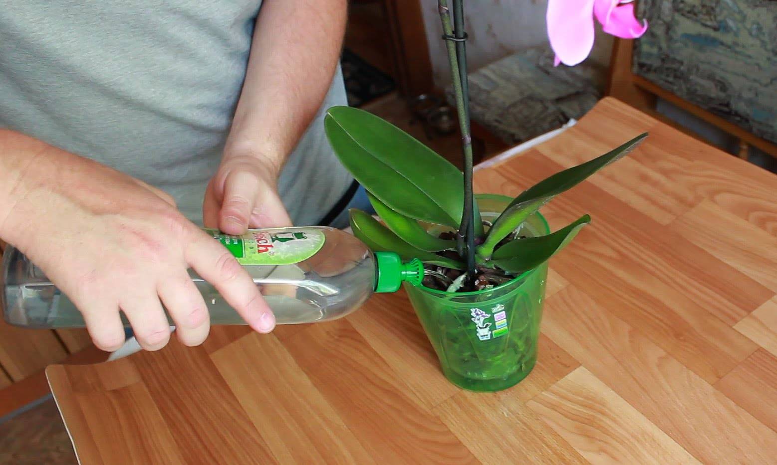 Сколько держать орхидею в. Орхидея фаленопсис полив. Орхидея фаленопсис в горшке. Орхидея в горшке полив. Орхидея в горшке опрыскивание.