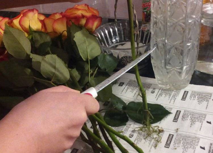 Как сохранить розы в вазе дольше всего: важные правила