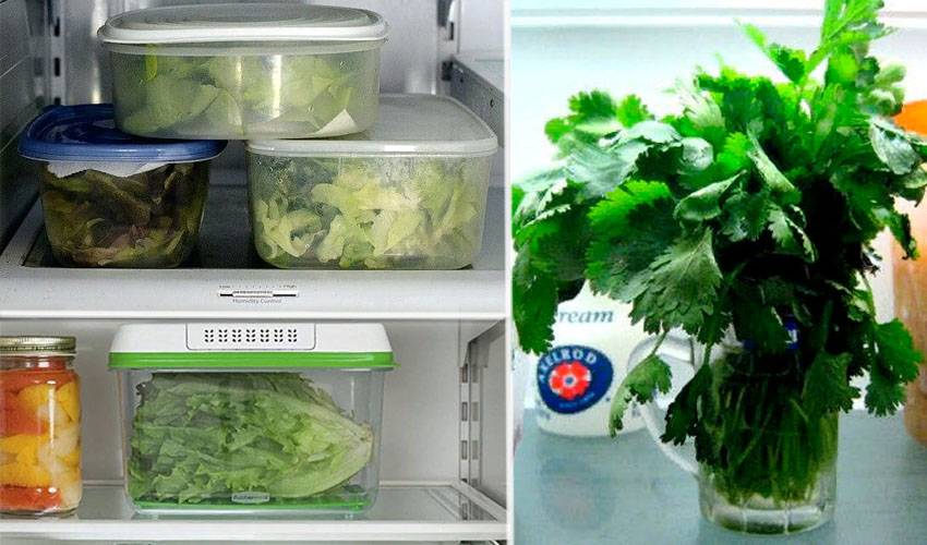 Как хранить свежую зелень в холодильнике и как долго она останется свежей в пакете, бумаге, контейнере, стеклянной банке, морозилке