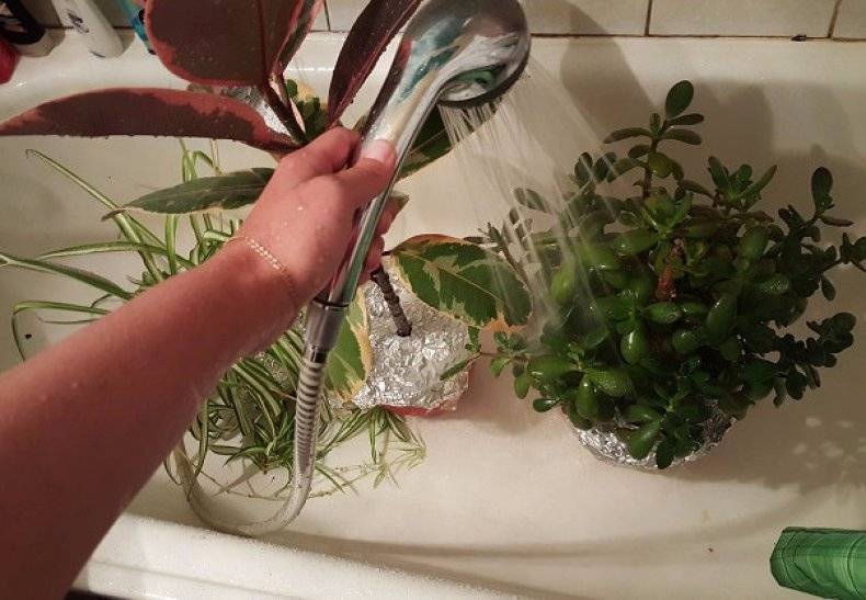 Вода для полива комнатных растений