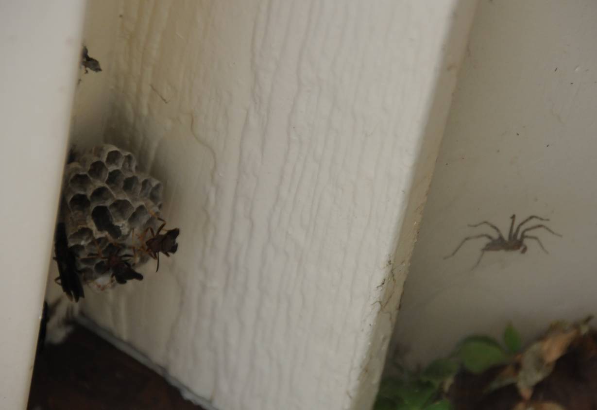 Как избавиться от пауков в домашних условиях