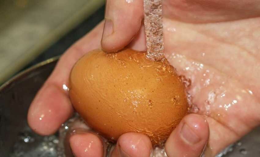 Как, и сколько можно хранить гусиные яйца для высиживания перед закладкой в инкубатор?