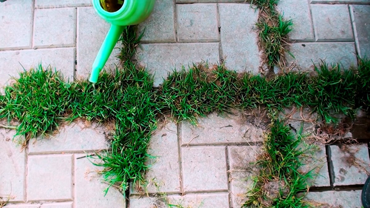 Как избавиться от травы между тротуарной плиткой быстро и дешево