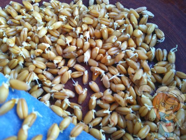 Как проращивать пшеницу дома, самая подробная инструкция